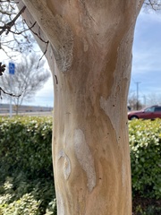 Lagerstroemia indica