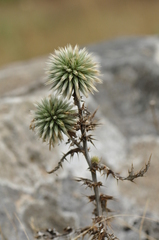 Echinops sphaerocephalus albidus