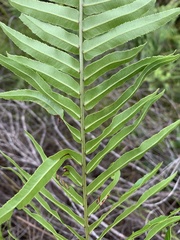 Telmatoblechnum indicum