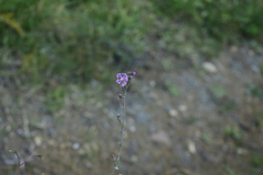 Silene colorata
