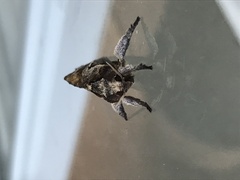 Elhamma australasiae