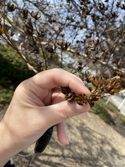 Lagerstroemia indica