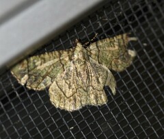 Aeolochroma rhodochlora