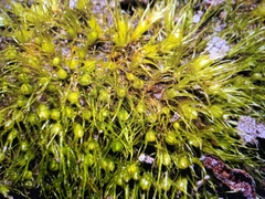 Pleuridium acuminatum