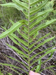 Telmatoblechnum indicum