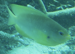 Pomacentrus amboinensis