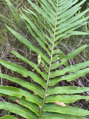 Telmatoblechnum indicum