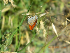 Lycaena thersamon