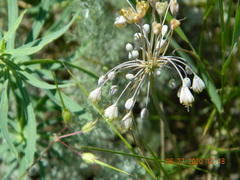 Allium flavum tauricum