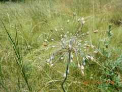 Allium flavum tauricum