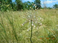 Allium flavum tauricum