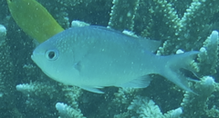 Chromis atripectoralis
