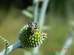 Platystoma seminationis