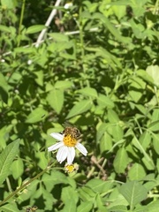 Apis mellifera