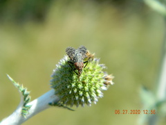 Platystoma seminationis