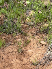 Thamnophis hammondii