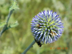 Echinops ritro ruthenicus