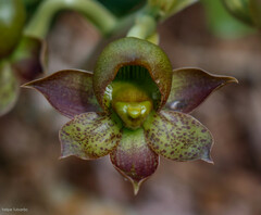 Catasetum cernuum