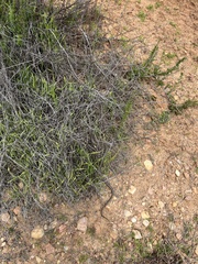 Thamnophis hammondii