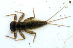 Rhithrogena germanica