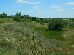 Verbascum ovalifolium