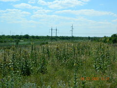 Verbascum ovalifolium