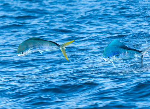 Common Dolphinfish