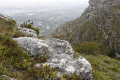 Leucadendron strobilinum