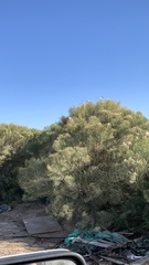 Baccharis sarothroides