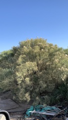 Baccharis sarothroides