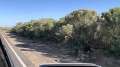 Baccharis sarothroides