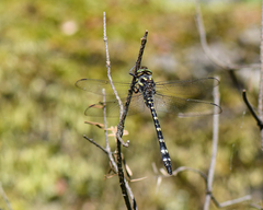 Cordulegaster maculata