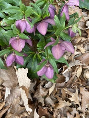 Helleboreae