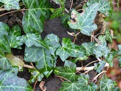Hedera helix