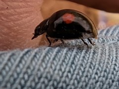 Chilocorus stigma