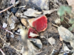 Sarcoscypha austriaca