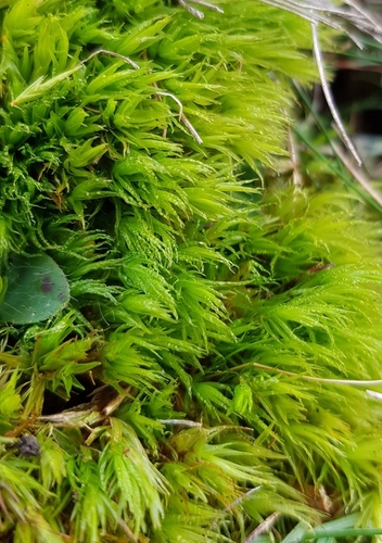 Image of Crisped Fork-Moss (Dicranum bonjeanii) by (c) Helen Waterman, some rights reserved (CC BY)