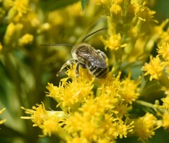 Melissodes druriellus