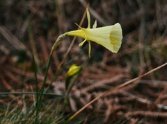 Narcissus bulbocodium