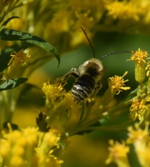 Melissodes druriellus