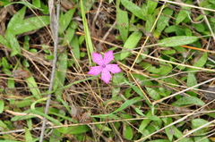 Dianthus viscidus