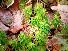 Euphorbia verrucosa