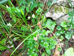 Ornithogalum umbellatum
