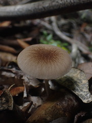 Pluteus minor