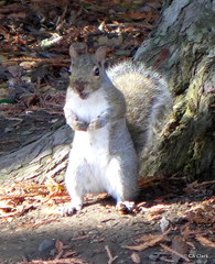 Sciurus carolinensis