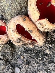 Sarcoscypha austriaca