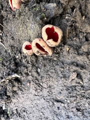 Sarcoscypha austriaca