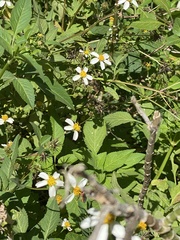 Bidens alba