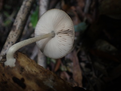 Pluteus minor