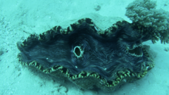 Tridacna derasa